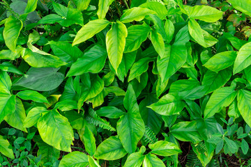 American evergreen (Syngonium podophyllum) - Long Key Natural Area, Davie, Florida, USA