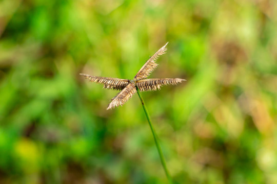 Egyptian crowfoot grass (Dactyloctenium aegyptium) closeup - Long Key Natural Area, Davie, Florida, USA