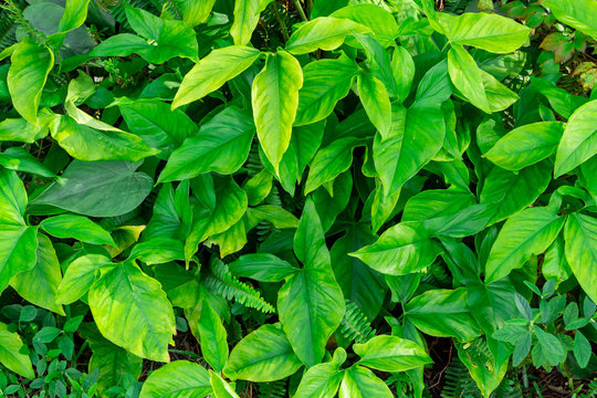 American evergreen (Syngonium podophyllum) - Long Key Natural Area, Davie, Florida, USA