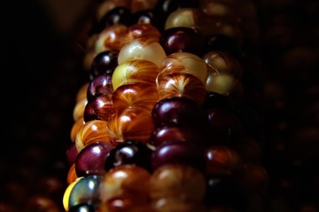 Fall at the County Fair