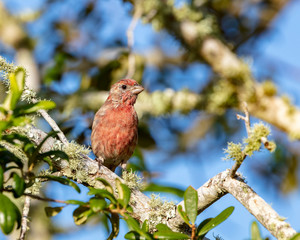 An inquisitive reddish House Finch is captured perched in a live oak tree against a clear blue sky