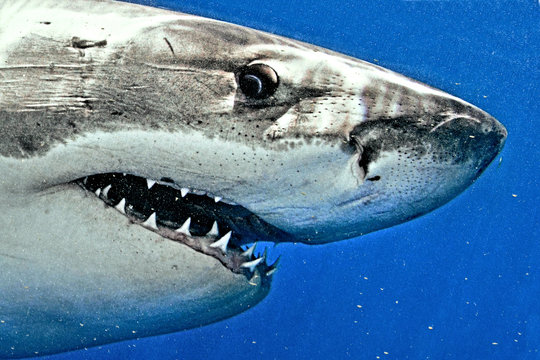 closeup of great white shark with a frightening stare