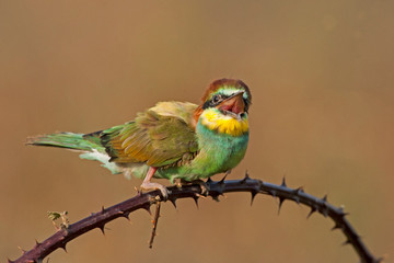  bird birds nature