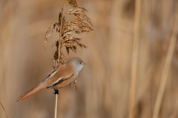  bird birds nature