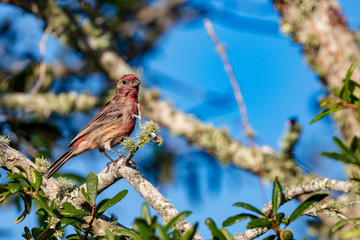 An inquisitive reddish House Finch is captured perched in a live oak tree against a clear blue sky
