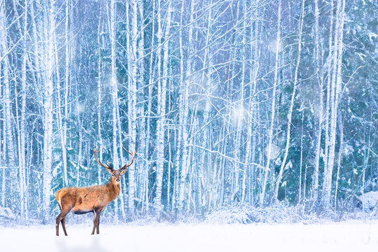 Fototapeta Noble deer against winter snowy forest. Artistic fairy Christmas. Winter seasonal image.