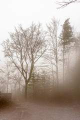 fog in the forest