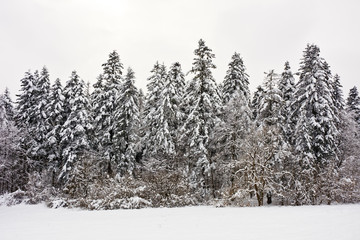 A snow-covered forest on a cloudy winter day
