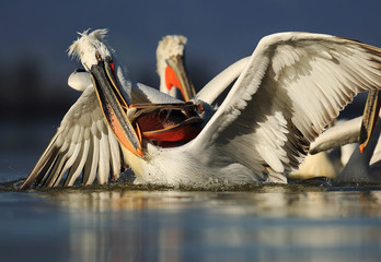 dalmatian pelicans