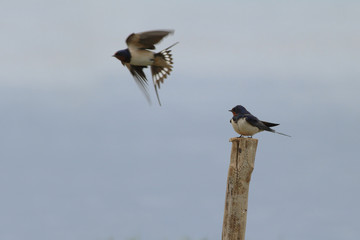 swallow in flight