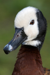 White-faced whistling duck - Dendrocygna viduata