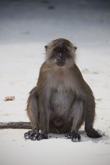 monkey beach Thailand