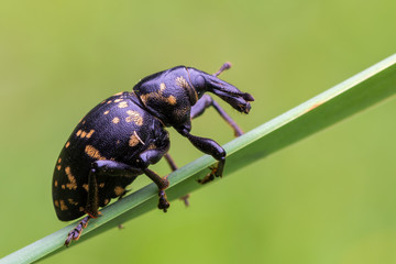 a weevil beetle - Liparus glabrirostris