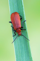 Fire-coloured beetle - Pyrochroa serraticornis
