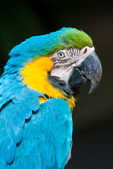 Blue-and-yellow macaw - Ara ararauna