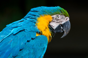 Blue-and-yellow macaw - Ara ararauna