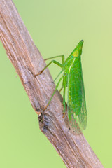 Auchenorrhyncha - Dictyophara europaea