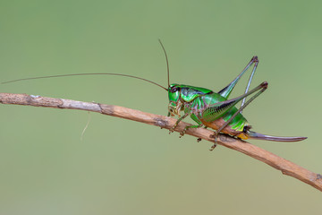 grasshopper - Eupholidoptera chabrieri