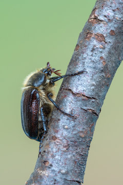 a beetle - Amphimallon atrum