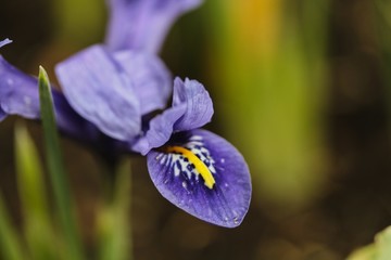 Iris flower detail petal