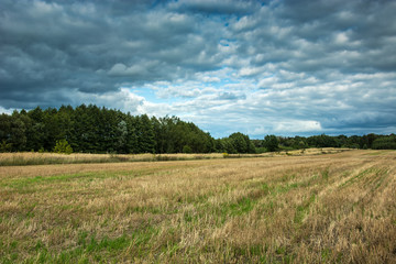 Stubble in the field, green forest and dark rainy clouds