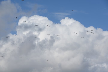 Möwen vor einer Wolke