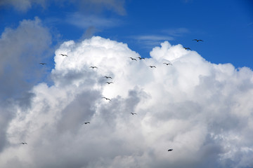Möwen vor einer Wolke