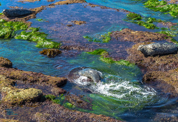 Seal Lion in Shalow Reef