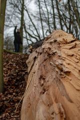 Baumstamm gesplittert im Wald 