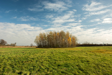 Fototapeta premium Big green meadow and autumn copse