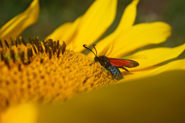 Schmetterlinge Deutschlands - Sechsfleckwidderchen