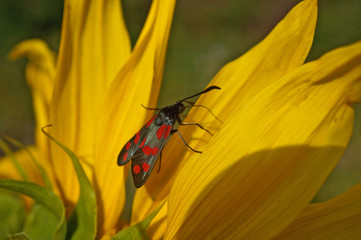 Schmetterlinge Deutschlands - Sechsfleckwidderchen