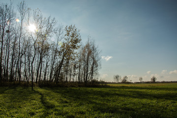 Green meadow, sun behind trees and blue sky