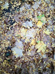 Autumn pattern - mixed colorful leaves on the ground - useful as a background image