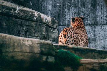leopard on cliff