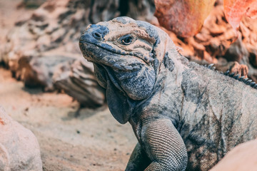 Proud iguana