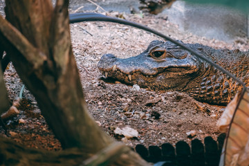 deep thought crocodile