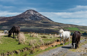 Wild Horses Sugarloaf Mountain Co. Wicklow Ireland