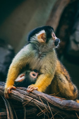 cuddle monkeys 2