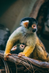 cuddle monkeys 3