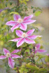 Obraz premium Clematite Doctor Ruppel