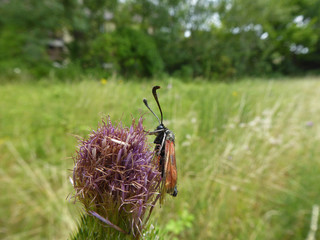 Schmetterlinge Deutschlands - Widderchen