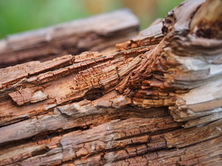Totholz als Nistplatz f&uuml;r Insekten