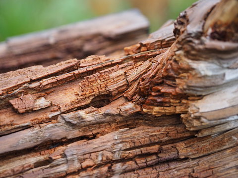 Totholz als Nistplatz f&uuml;r Insekten
