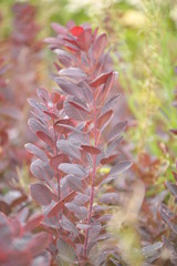 Cotinus coggygria Royal purple