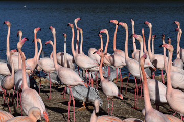 Naklejka premium Groupe de flamants roses