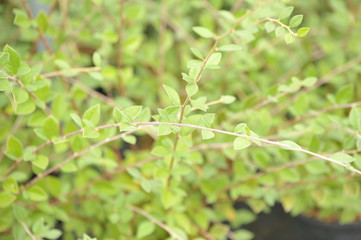 Cotoneaster franchetti