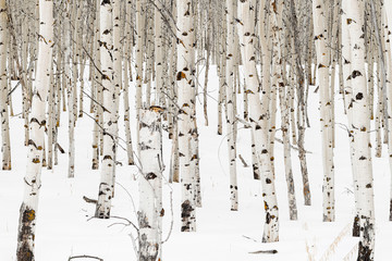 Small grove of Aspen trees in winter with snow on the ground