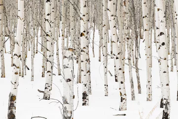 Papier Peint photo Nature Small grove of Aspen trees in winter with snow on the ground