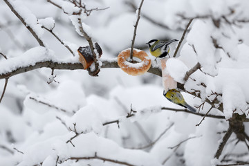 birds pecking bread in the snow. bird on branch in winter
